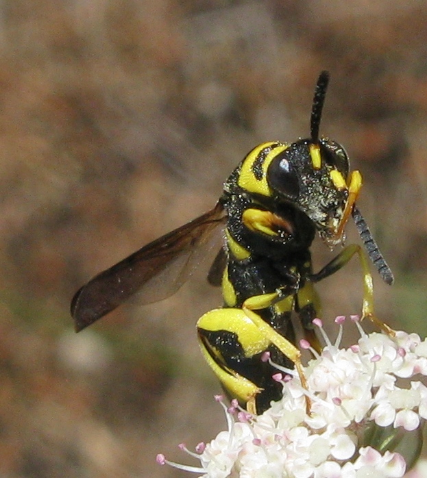 Siricidae ?? No, Leucospis gigas